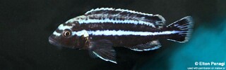 Melanochromis loriae 'Likoma Island'.jpg