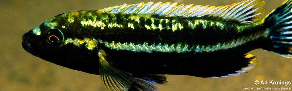 Melanochromis melanopterus 'Mumbo Island'