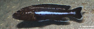 Melanochromis melanopterus 'Likoma Island'.jpg