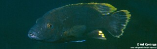 Melanochromis melanopterus 'Taiwanee Reef'.jpg