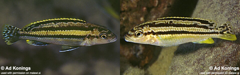 Melanochromis mossambiquensis 'Chilucha Reef'