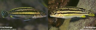 Melanochromis mossambiquensis 'Chilucha Reef'.jpg