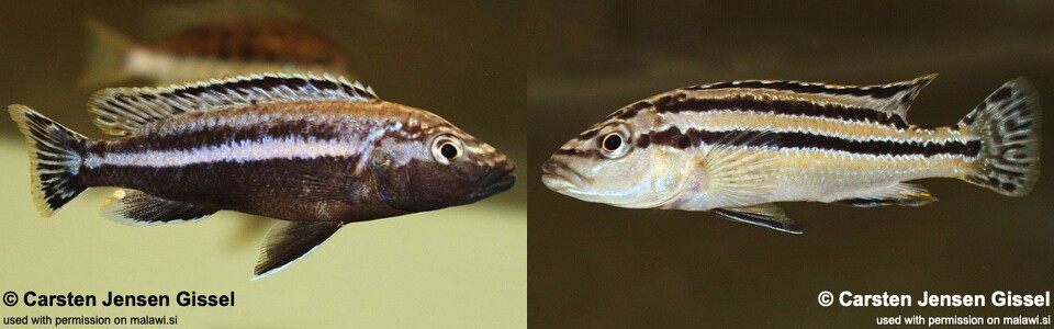 Melanochromis simulans 'Chiofu Bay'