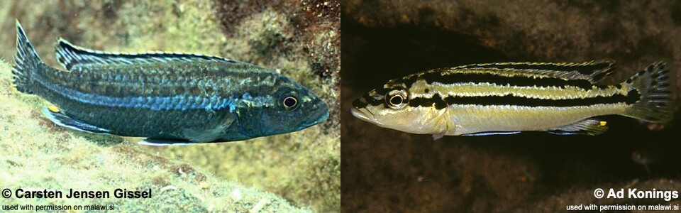 Melanochromis simulans 'Gome Rock'