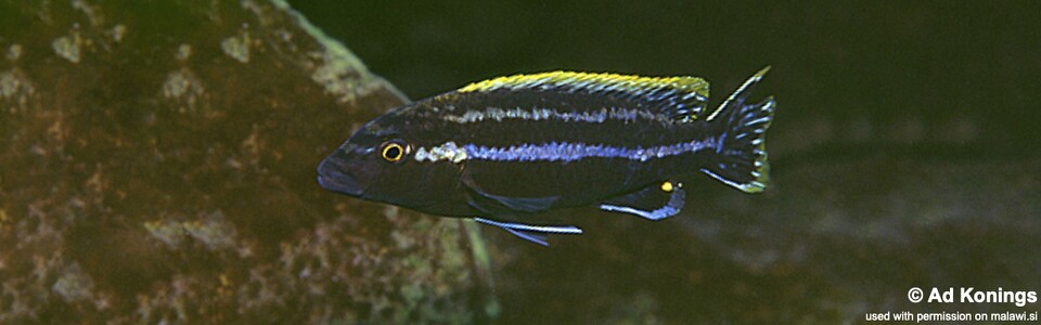 Melanochromis simulans 'Nkhungu Point'