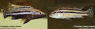 Melanochromis simulans 'Chiofu Bay'.jpg