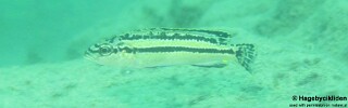 Melanochromis simulans 'Masinje'.jpg