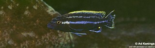 Melanochromis simulans 'Nkhungu Point'.jpg