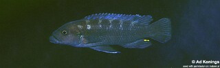 Melanochromis sp. &#39;robustus mbenji&#39; Mbenji Island