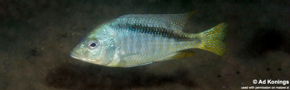 Mylochromis anaphyrmus 'Otter Island'