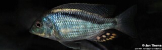 Mylochromis anaphyrmus 'Chitseko Reef'.jpg