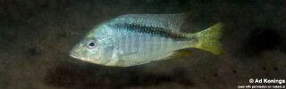 Mylochromis anaphyrmus 'Otter Island'.jpg