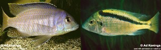Mylochromis balteatus
