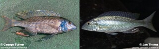 Mylochromis ensatus