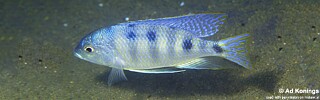 Mylochromis ericotaenia 'Chiwindi'.jpg
