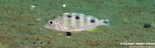 Mylochromis ericotaenia 'Malopa'.jpg