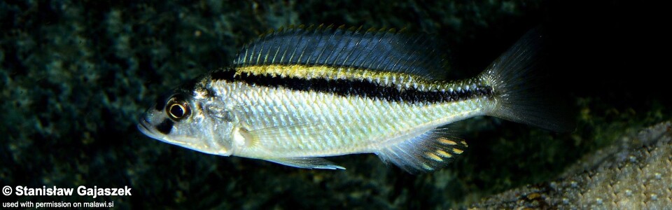 Mylochromis formosus (unknown locality)