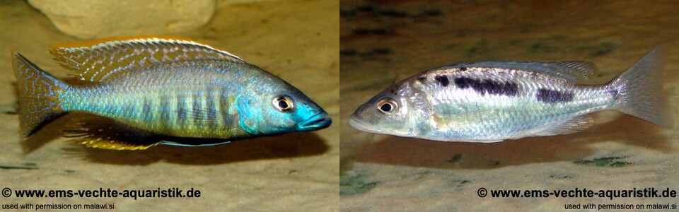 Mylochromis gracilis (unknown locality)