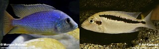 Mylochromis guentheri.jpg