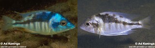 Mylochromis incola