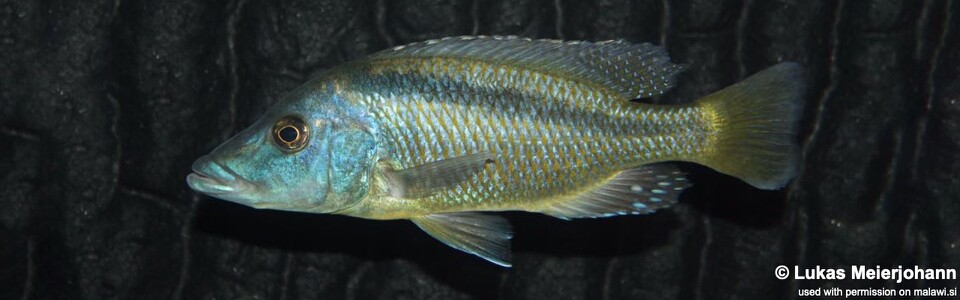 Mylochromis lateristriga 'Chimwalani (Eccles) Reef'