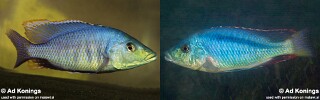 Mylochromis lateristriga