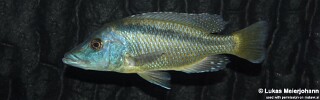 Mylochromis lateristriga 'Chimwalani Reef'.jpg