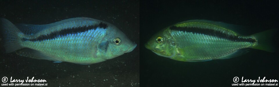 Mylochromis melanonotus 'Luwala Reef'