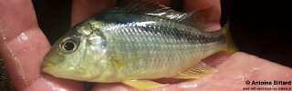 Mylochromis melanonotus 'Chimwalani Reef'.jpg