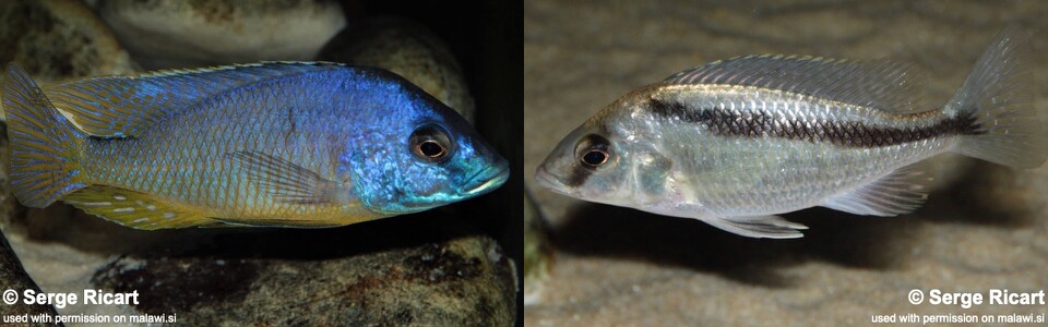 Mylochromis melanotaenia (unknown locality)