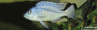 Mylochromis obtusus.jpg