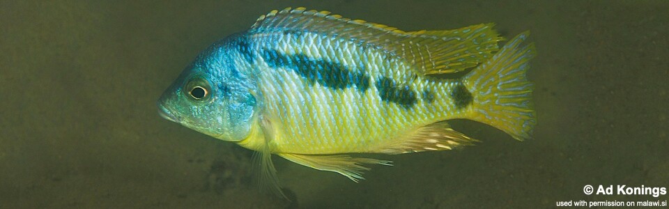 Mylochromis sp. 'incola mumbo' Boadzulu Island