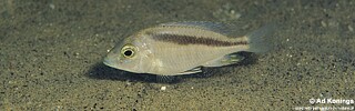 Mylochromis sp. &#39;balteatus mozambique&#39; Londo Bay