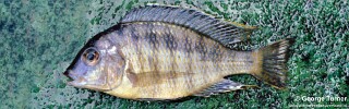 Mylochromis sp. &#39;deep&#39; Maleri Island