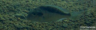 Mylochromis sp. &#39;guentheri mbenjii&#39; Maleri Island