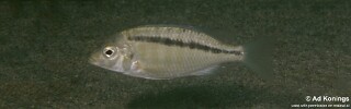Mylochromis sp. &#39;ikombe&#39; Ikombe