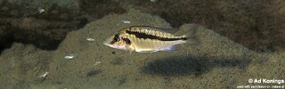 Mylochromis sp. 'lateristriga makanjila' Gome.jpg