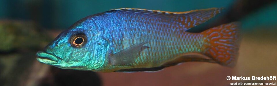 Mylochromis sp. 'mchuse' (unknown locality)