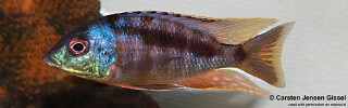 Mylochromis sp. &#39;three peaks&#39; Three Peaks Reef