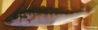 Mylochromis sp. &#39;torpedo elongate&#39; Senga Bay