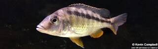 Mylochromis sphaerodon.jpg