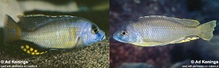 Naevochromis chrysogaster