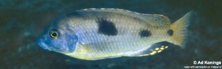 Naevochromis chrysogaster 'Taiwanee Reef'.jpg