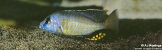Naevochromis chrysogaster.jpg
