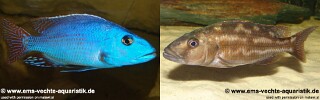 Nimbochromis fuscotaeniatus