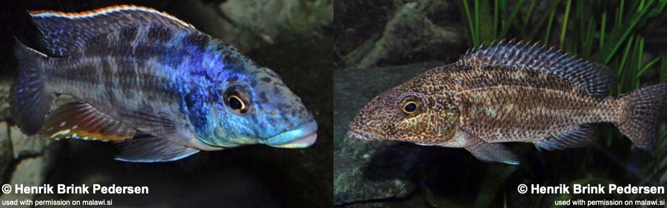 Nimbochromis linni 'Mbenji Island'
