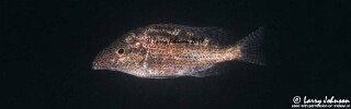 Nimbochromis linni 'Boadzulu Island'.jpg