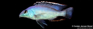 Nimbochromis linni.jpg