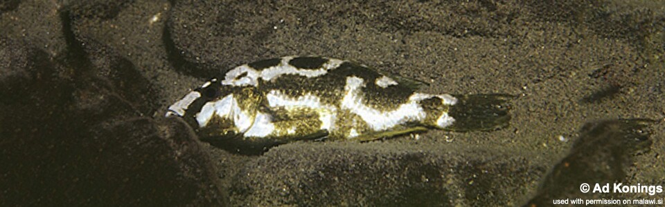 Nimbochromis livingstonii 'Mara Rocks'