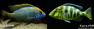 Nimbochromis venustus.jpg